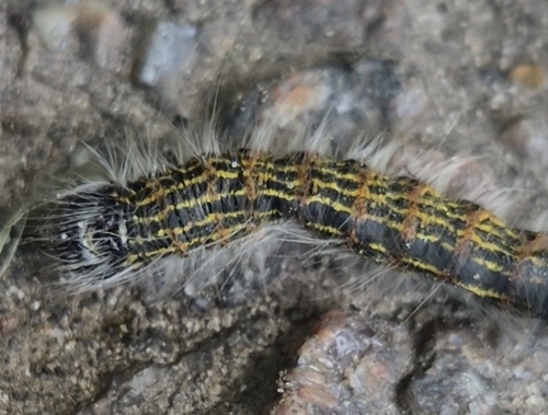Buff-tip