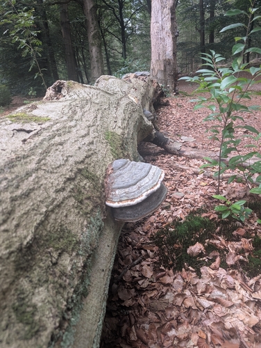 Hoof Fungus