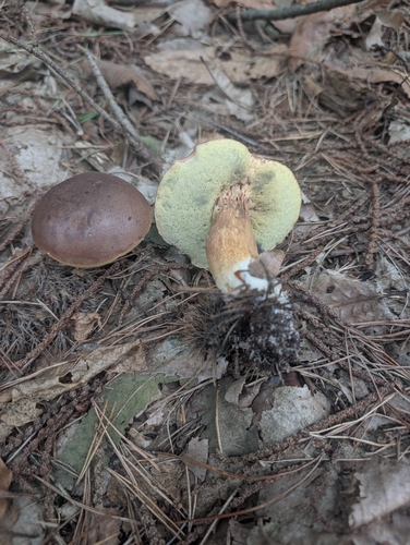 Bay Bolete