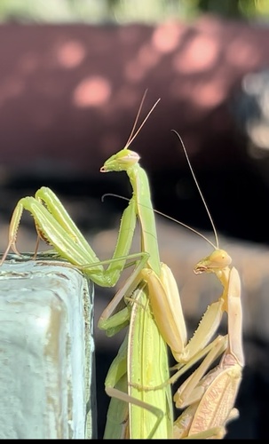 European Mantis