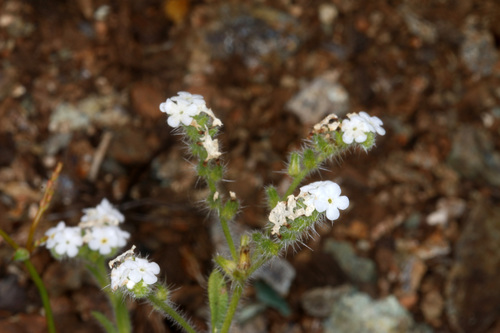 lake cryptantha (Cryptantha dissita)