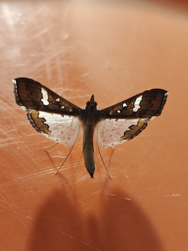 Mung Bean Moth