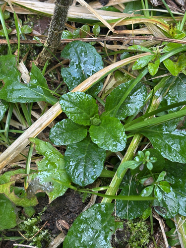 carpet bugle