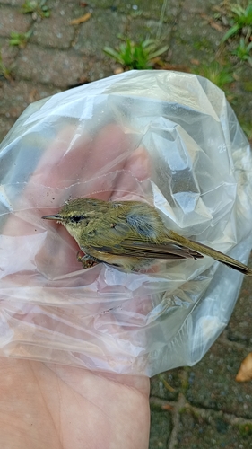 Common Chiffchaff