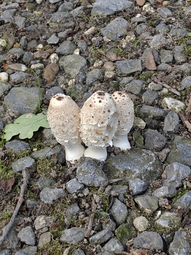 Shaggy Mane