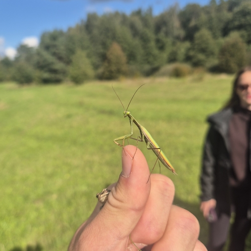 European Mantis