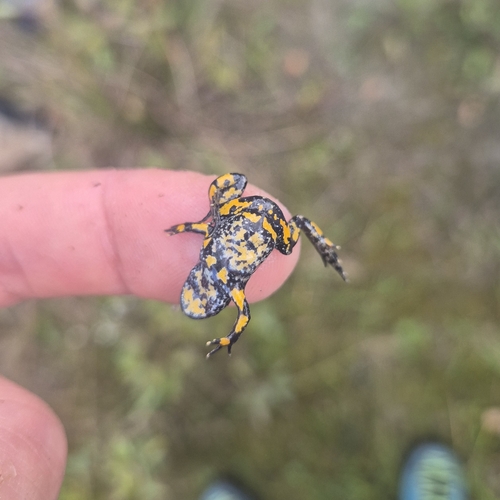 European Fire-Bellied Toad