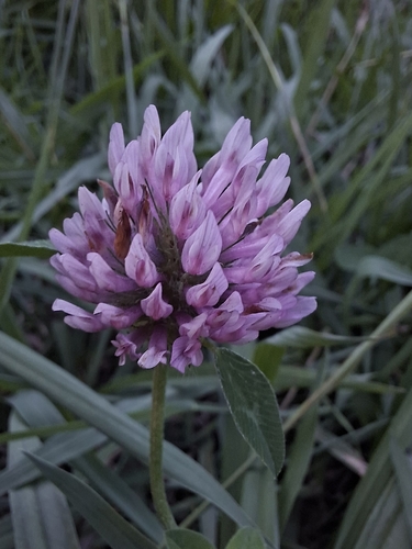 Red Clover