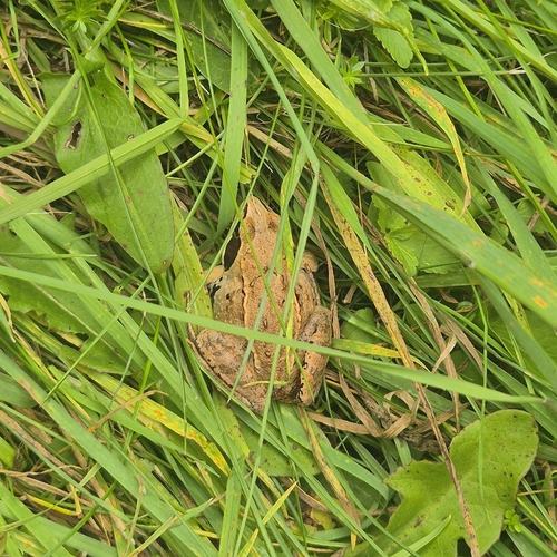 Moor Frog