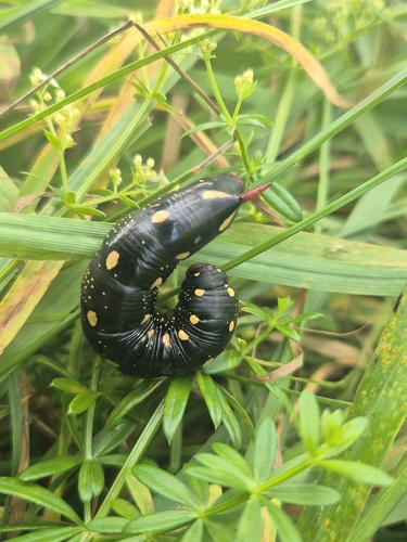 Bedstraw Hawkmoth