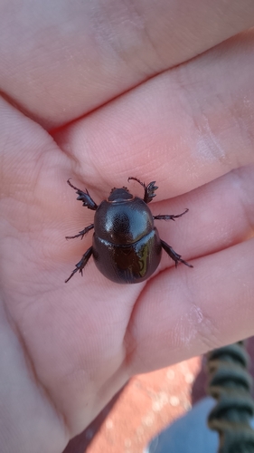 Pentodon bidens punctatus