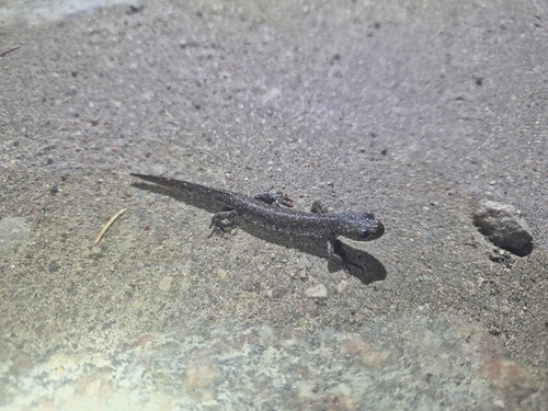 Great Crested Newt