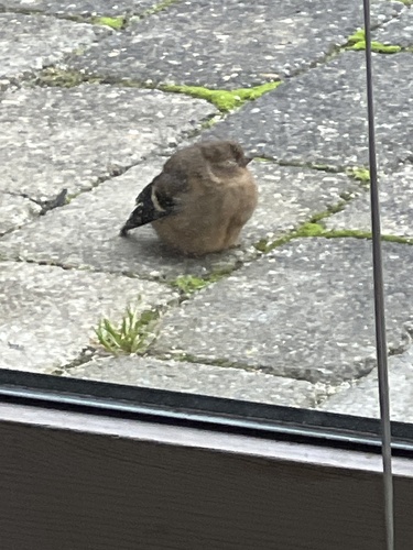 Eurasian Bullfinch