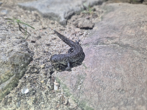 Great Crested Newt