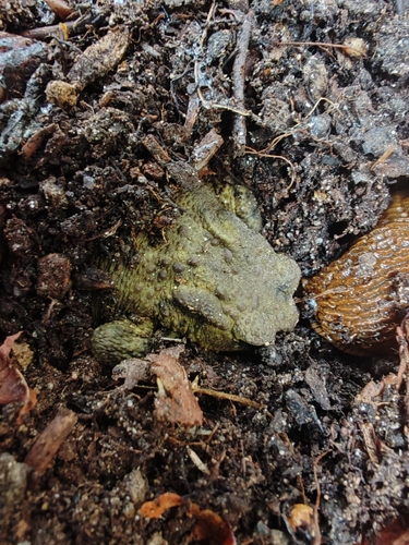 European Toad
