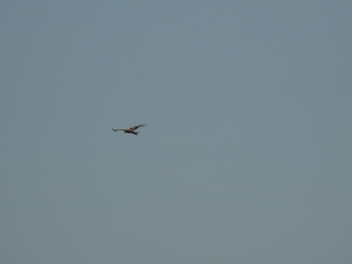 Red Kite