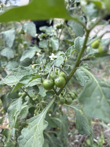 black nightshade