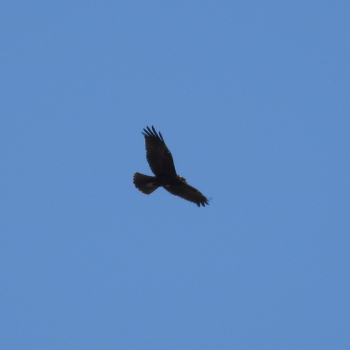Western Marsh Harrier