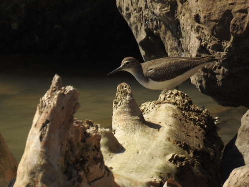 Common Sandpiper