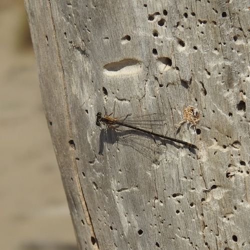 Blue-tailed Damselfly