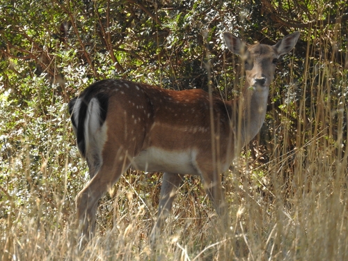 European Fallow Deer