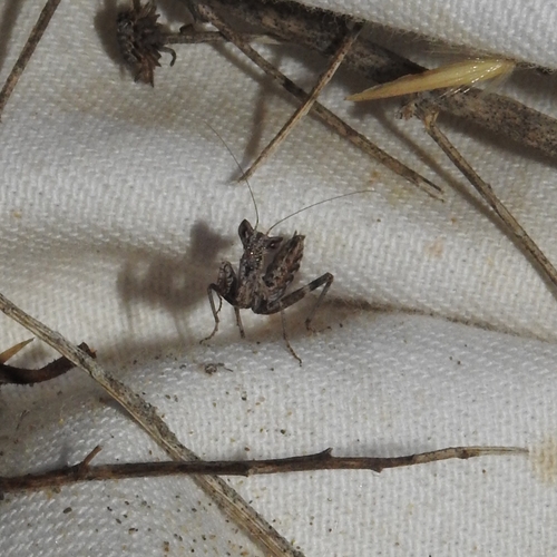 European Dwarf Mantis