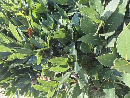 Bay laurel