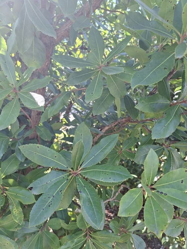 strawberry tree