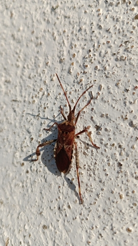 Western Conifer Seed Bug