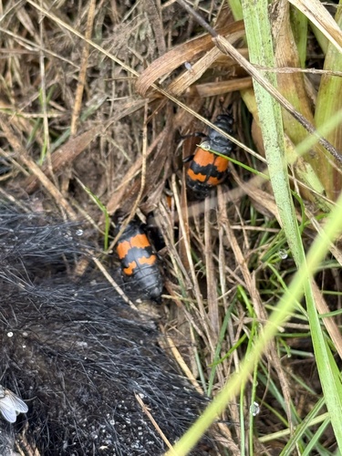 Banded Sexton Beetle