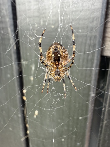 Cross Orbweaver
