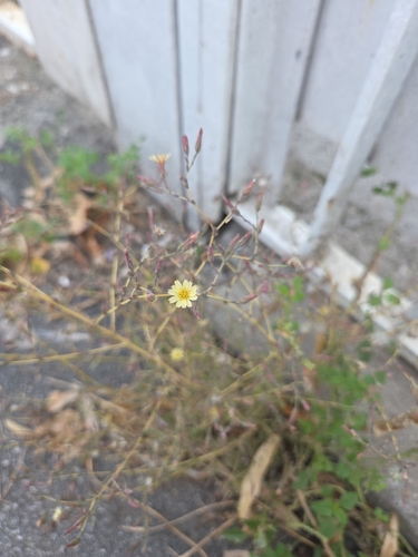 prickly lettuce