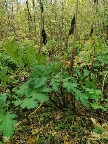 Sosnowsky's hogweed
