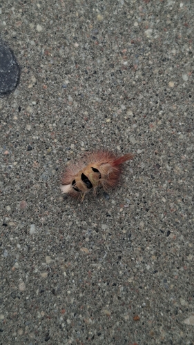 Pale Tussock Moth