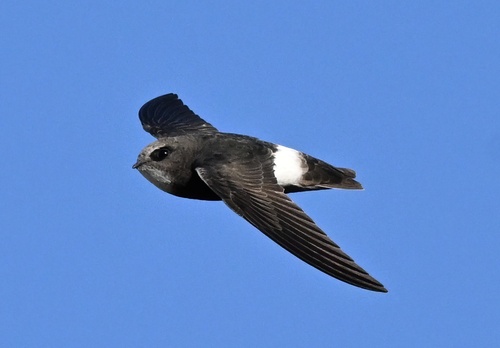 Little Swift
