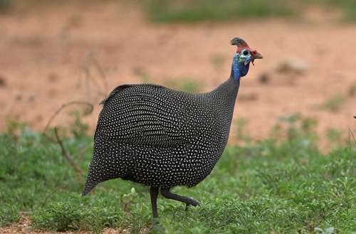 Helmeted Guineafowl