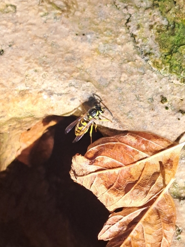 German Yellowjacket