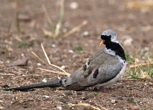 Namaqua Dove