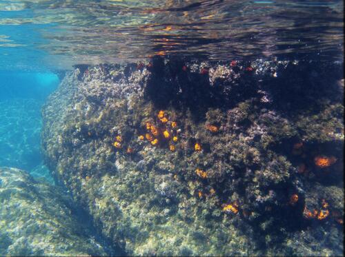 Star Coral