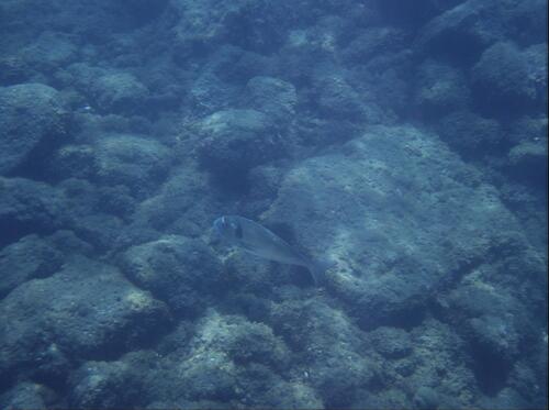 Gilthead Seabream