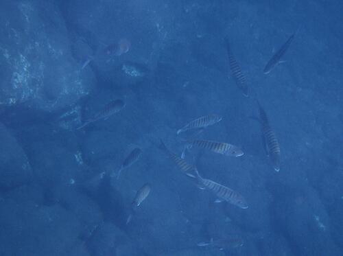 Striped Seabream