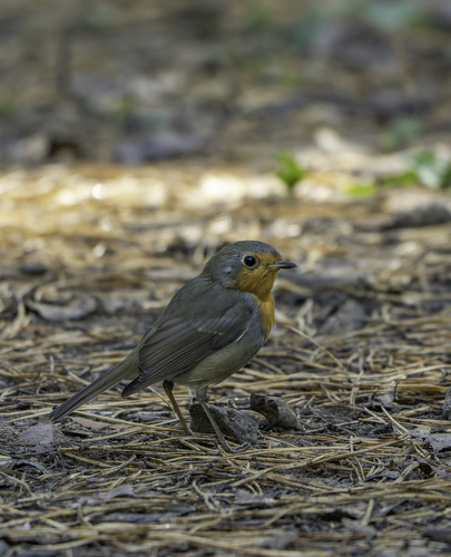 European Robin