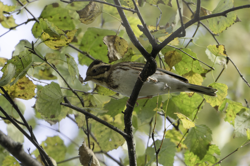 Rustic Bunting