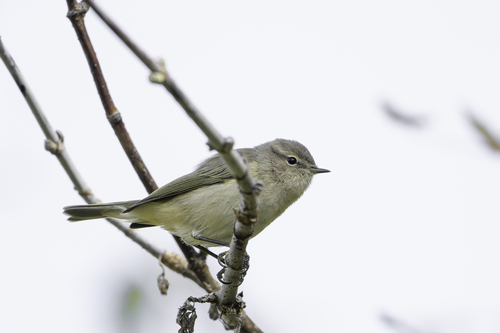 Common Chiffchaff