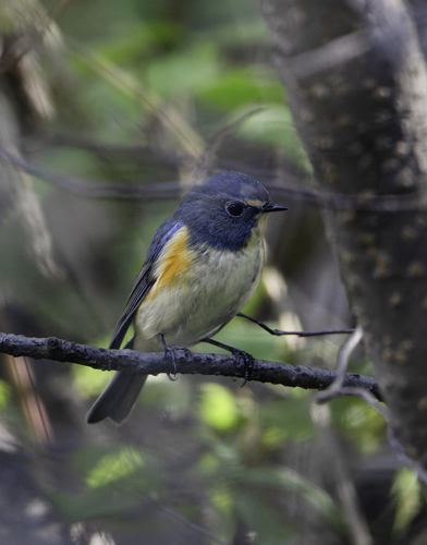 Red-flanked Bluetail