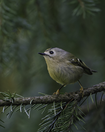 Goldcrest