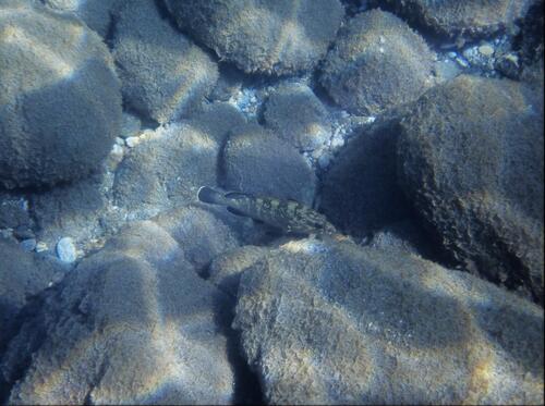 Dusky Grouper