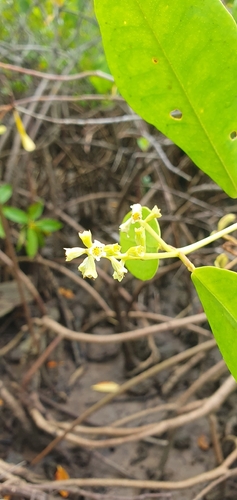 White Mangrove