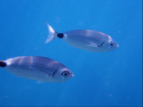 Saddled Seabream