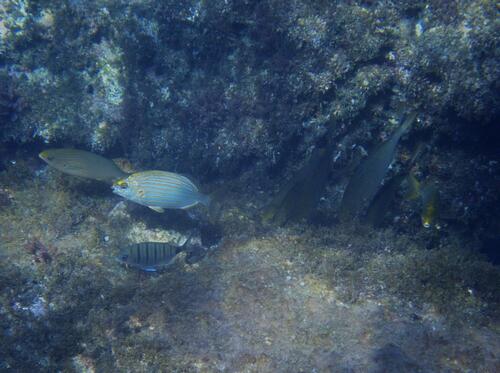 Salema Porgy